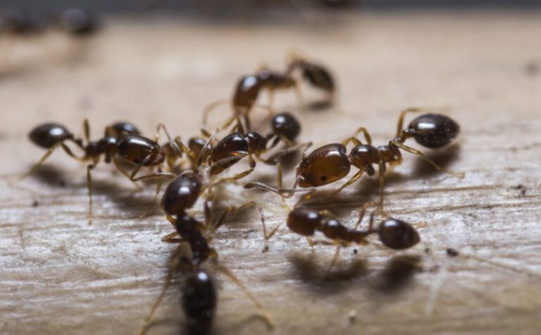 شركة مكافحة النمل في الشامخة 0503001325 | شركة مكافحة حشرات 0503001325 | خصم 50%